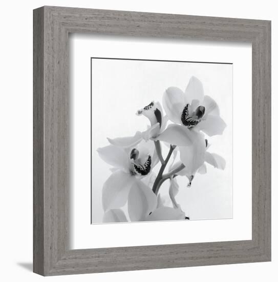 Orchid Spray II-Tom Artin-Framed Art Print