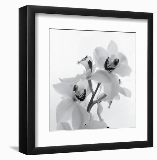 Orchid Spray II-Tom Artin-Framed Art Print