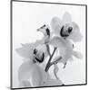 Orchid Spray II-Tom Artin-Mounted Art Print