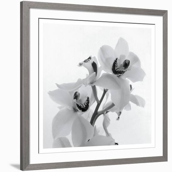 Orchid Spray II-Tom Artin-Framed Art Print