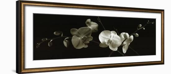 Orchid Sprays-J^k^ Driggs-Framed Art Print