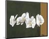 Orchid Study I-Ann Parr-Mounted Giclee Print
