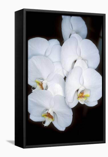 Orchid Study-Anna Miller-Framed Premier Image Canvas