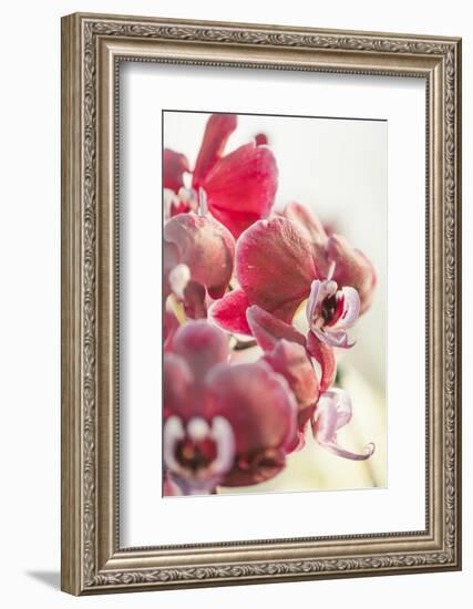 Orchid, Tender Blossoms in Bordeaux, Backlit, Vertically-Petra Daisenberger-Framed Photographic Print
