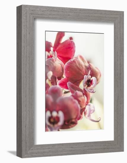 Orchid, Tender Blossoms in Bordeaux, Backlit, Vertically-Petra Daisenberger-Framed Photographic Print