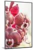 Orchid, Tender Blossoms in Bordeaux, Backlit, Vertically-Petra Daisenberger-Mounted Photographic Print