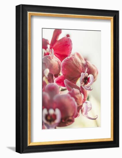 Orchid, Tender Blossoms in Bordeaux, Backlit, Vertically-Petra Daisenberger-Framed Photographic Print