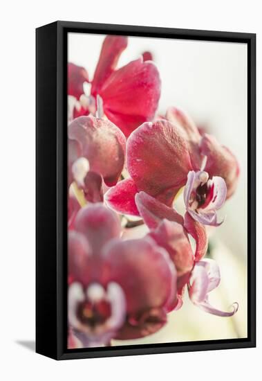 Orchid, Tender Blossoms in Bordeaux, Backlit, Vertically-Petra Daisenberger-Framed Premier Image Canvas