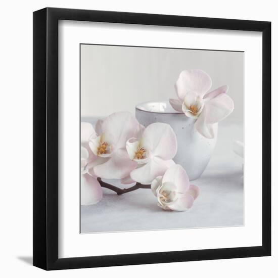 Orchid - Tranquil-Assaf Frank-Framed Giclee Print