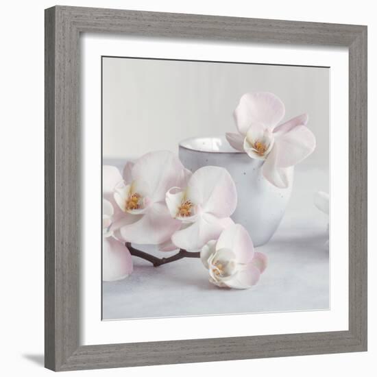 Orchid - Tranquil-Assaf Frank-Framed Giclee Print