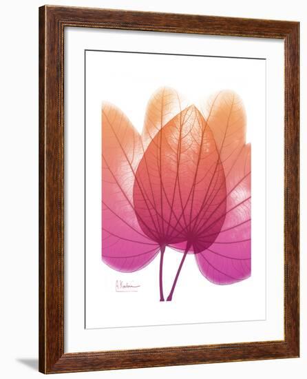 Orchid Tree Pink Orange-Albert Koetsier-Framed Premium Giclee Print