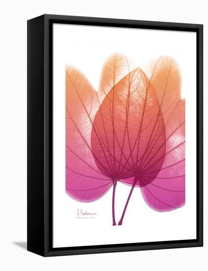 Orchid Tree Pink Orange-Albert Koetsier-Framed Stretched Canvas