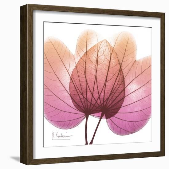 Orchid tree Pink-Albert Koetsier-Framed Art Print