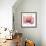 Orchid tree Pink-Albert Koetsier-Framed Premium Giclee Print displayed on a wall