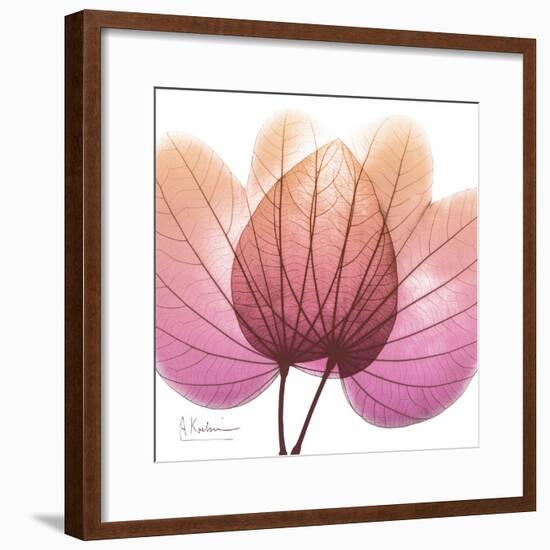 Orchid tree Pink-Albert Koetsier-Framed Premium Giclee Print