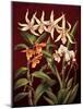 Orchid Trio I-Rodolfo Jimenez-Mounted Art Print