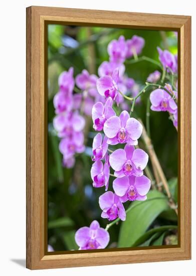 Orchid, USA-Lisa S. Engelbrecht-Framed Premier Image Canvas