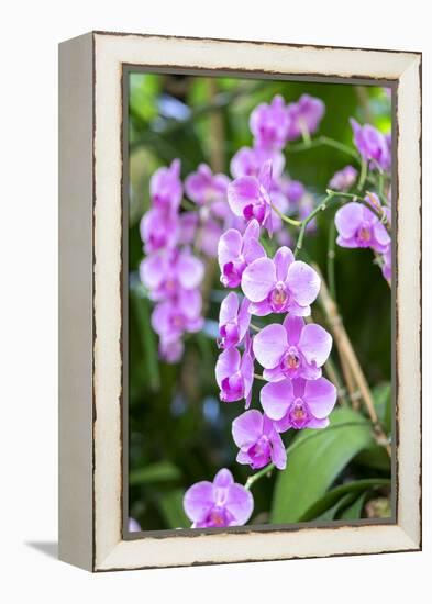 Orchid, USA-Lisa S. Engelbrecht-Framed Premier Image Canvas