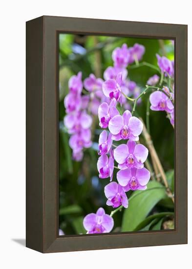 Orchid, USA-Lisa S. Engelbrecht-Framed Premier Image Canvas