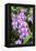 Orchid, USA-Lisa S. Engelbrecht-Framed Premier Image Canvas