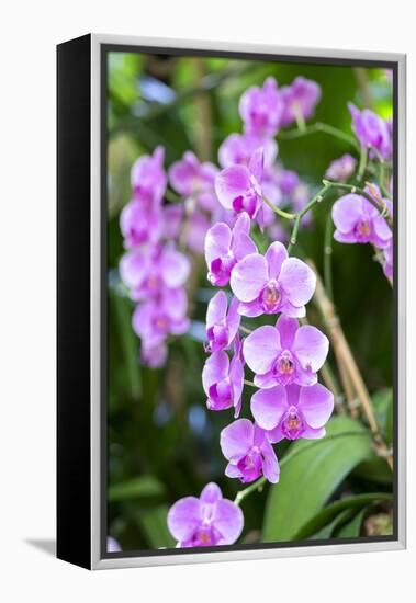 Orchid, USA-Lisa S. Engelbrecht-Framed Premier Image Canvas