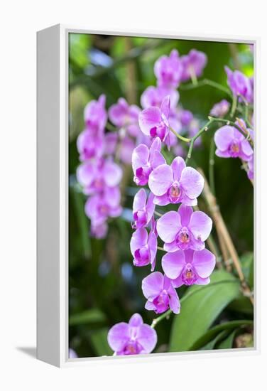 Orchid, USA-Lisa S. Engelbrecht-Framed Premier Image Canvas