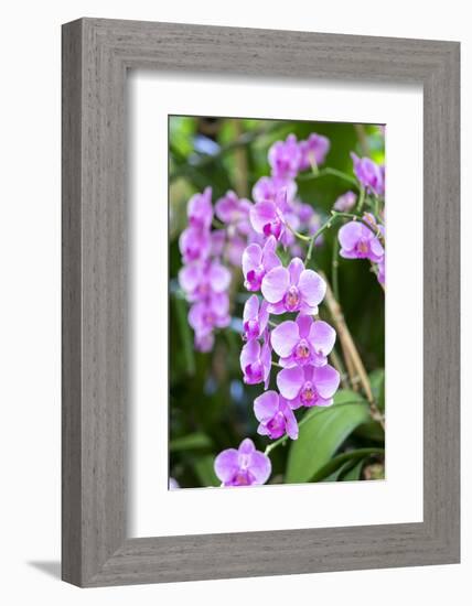 Orchid, USA-Lisa S. Engelbrecht-Framed Photographic Print