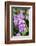 Orchid, USA-Lisa S. Engelbrecht-Framed Photographic Print