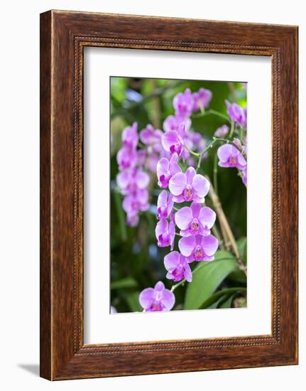 Orchid, USA-Lisa S. Engelbrecht-Framed Photographic Print