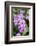 Orchid, USA-Lisa S. Engelbrecht-Framed Photographic Print