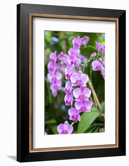 Orchid, USA-Lisa S. Engelbrecht-Framed Photographic Print