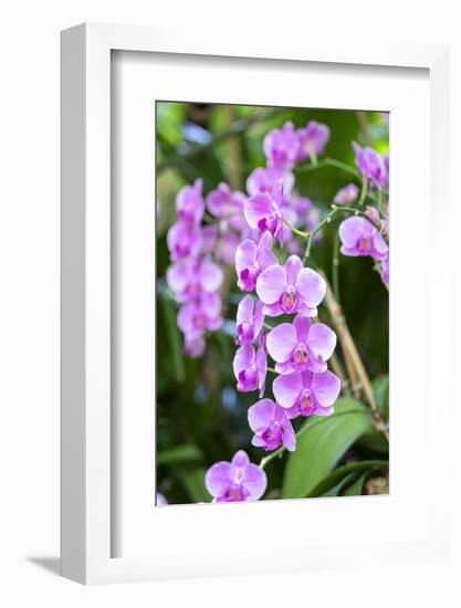 Orchid, USA-Lisa S. Engelbrecht-Framed Photographic Print