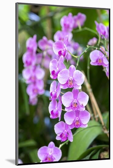 Orchid, USA-Lisa S. Engelbrecht-Mounted Photographic Print