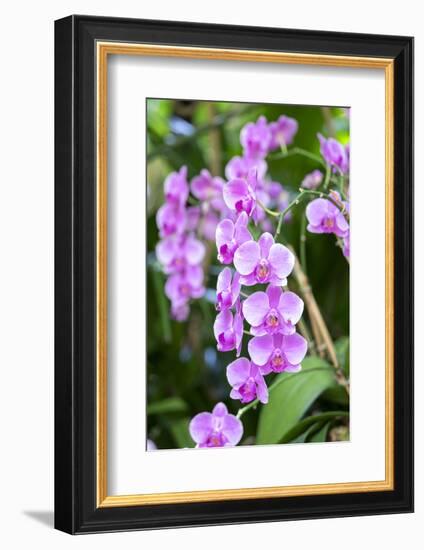 Orchid, USA-Lisa S. Engelbrecht-Framed Photographic Print