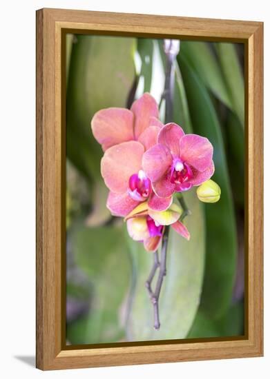 Orchid, USA-Lisa S. Engelbrecht-Framed Premier Image Canvas