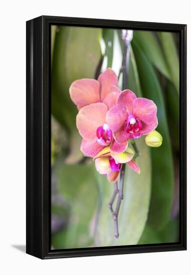 Orchid, USA-Lisa S. Engelbrecht-Framed Premier Image Canvas