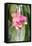 Orchid, USA-Lisa S. Engelbrecht-Framed Premier Image Canvas