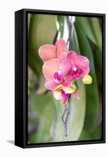 Orchid, USA-Lisa S. Engelbrecht-Framed Premier Image Canvas