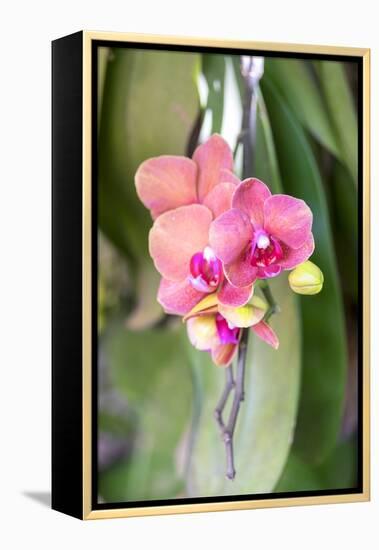 Orchid, USA-Lisa S. Engelbrecht-Framed Premier Image Canvas