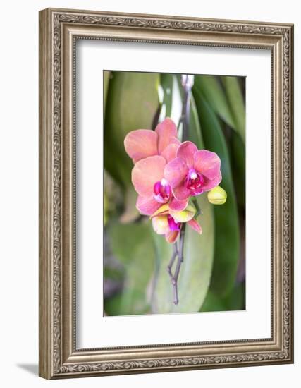 Orchid, USA-Lisa S. Engelbrecht-Framed Photographic Print