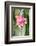 Orchid, USA-Lisa S. Engelbrecht-Framed Photographic Print