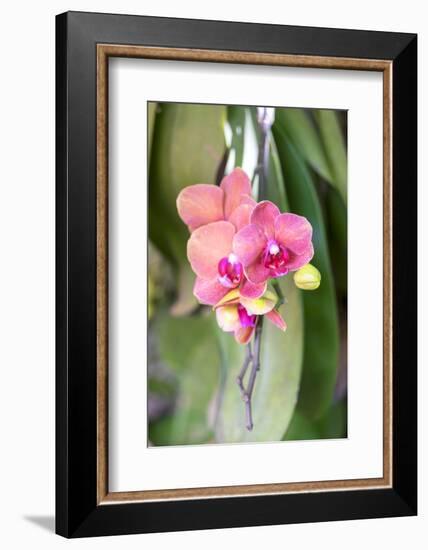 Orchid, USA-Lisa S. Engelbrecht-Framed Photographic Print
