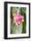 Orchid, USA-Lisa S. Engelbrecht-Framed Photographic Print