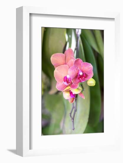 Orchid, USA-Lisa S. Engelbrecht-Framed Photographic Print