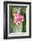 Orchid, USA-Lisa S. Engelbrecht-Framed Photographic Print