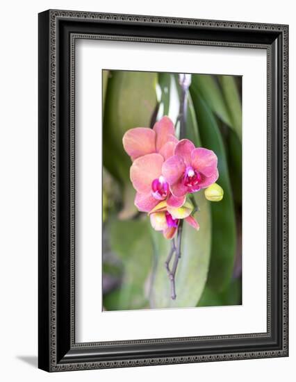 Orchid, USA-Lisa S. Engelbrecht-Framed Photographic Print