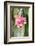 Orchid, USA-Lisa S. Engelbrecht-Framed Photographic Print