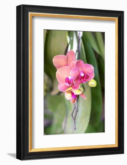 Orchid, USA-Lisa S. Engelbrecht-Framed Photographic Print