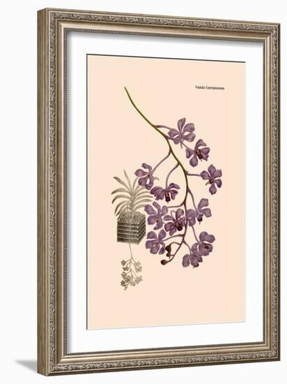 Orchid: Vanda Coerulescens-William Forsell Kirby-Framed Art Print