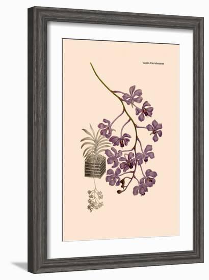 Orchid: Vanda Coerulescens-William Forsell Kirby-Framed Art Print